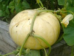 yellow pumpkin on the garden bed