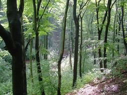 Green forest in Dresden