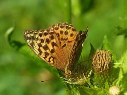 argynnis paphia is a diurnal butterfly