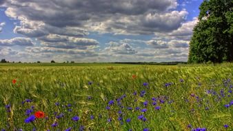 cereal field with poppies and cornflowers
