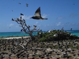 lots of birds on the Hawaiian coast