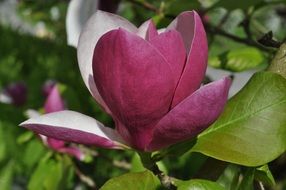 Purple magnolia blossom