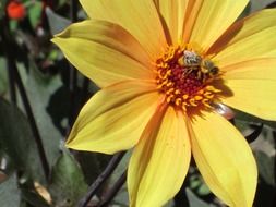 Close-up of the little bee on a beautiful, big, yellow and orange flower