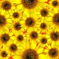 sun flower blossom pattern