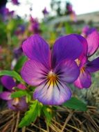 wild violet pansies close up