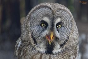 portrait of a Lapland owl