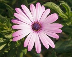 very beautiful ice plant