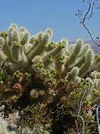 cactus Joshua in National Park in California