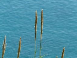 single reeds on a background of blue water