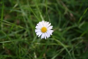 Beautiful yellow and white flower among the grass