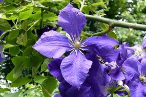 purple clematis flower in the garden