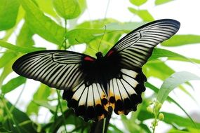 White and black butterfly