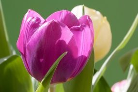 spring tulips bouquet macro