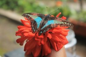 blue with black butterfly on red flower