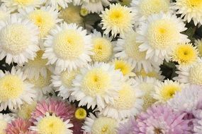 bunch of white chrysanthemums