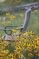 chair and yellow flowers in the garden