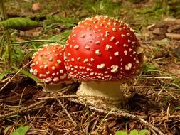 two small poisonous amanitas