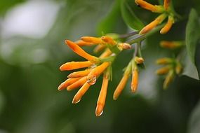 orange trumpet bloom