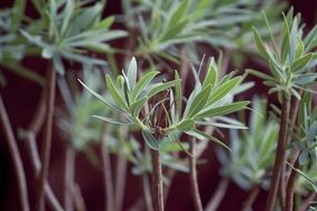 young green leaves on a bush