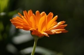 closeup view of charming orange flower
