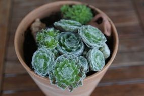 green cactus in a pot