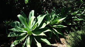 agave plant garden