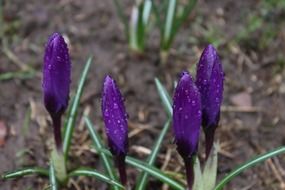 closeup photo of purple flowers in springtime