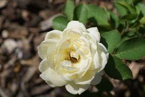 pale yellow rose in the garden