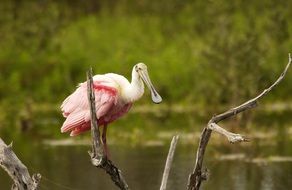 spoonbill sits on a branch of a dried tree