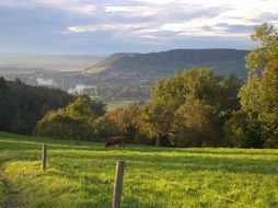 photo of livestock in the pasture