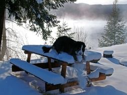 bernese mountain dog lies on the garden table on the snow