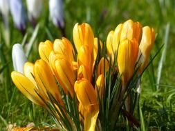 yellow and white crocuses on the lawn