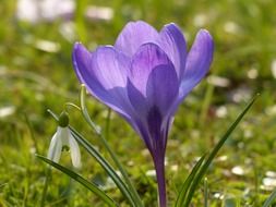purple crocus on grass background