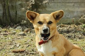 cute puppy on a farm