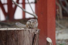 squirrel on a stump