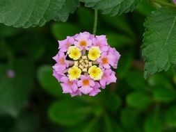 ornamental plant lantana on a branch