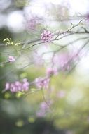 delicate tree in spring