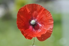 magnificent poppy klatschmohn flower