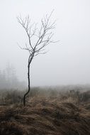 tree in the fog