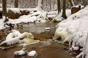 little forest creek in winter