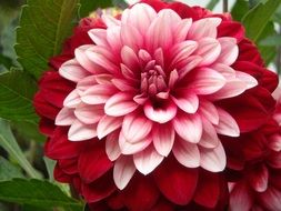 two-color dahlia closeup