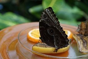 Black butterfly on lemon slice