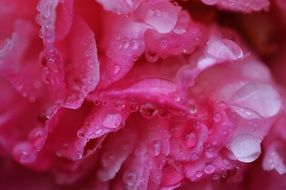 peony rain drip raindrop nature macro