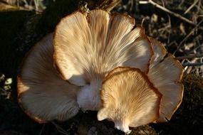 tree fungus in the sunlight