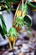 exotic yellow flowers close-up