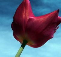 closeup photo of dark red tulip