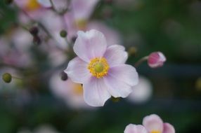 garden flowers out of focus
