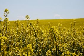 flowers colza field floral plants horticulture