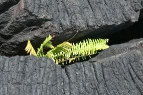 fern between lava rocks, hawaii