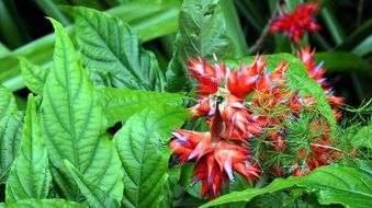 red blossoms with blue tips among green leaves